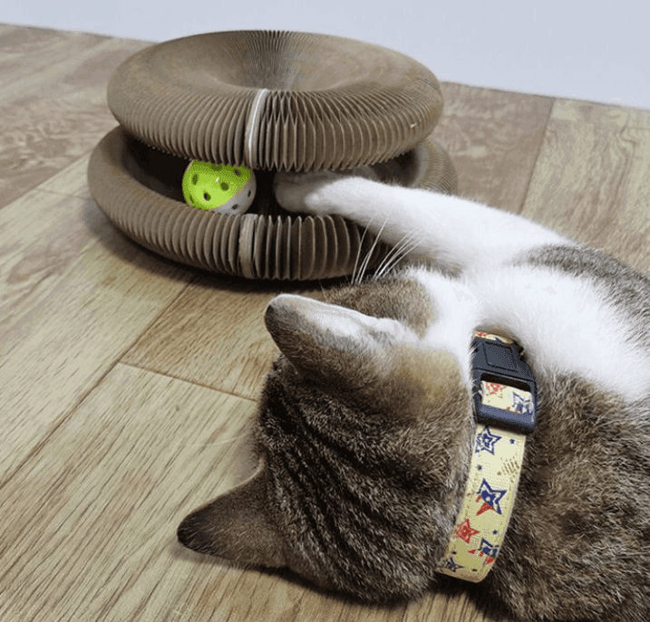 Purr-fectly Scratchable: The Organ Cat Scratch Board CHILLSTAR