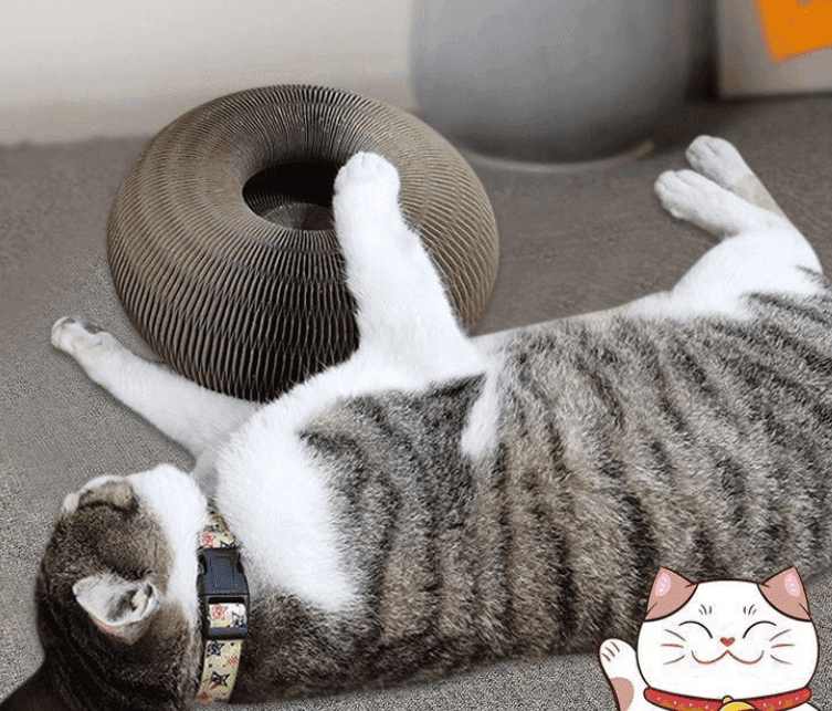 Purr-fectly Scratchable: The Organ Cat Scratch Board CHILLSTAR