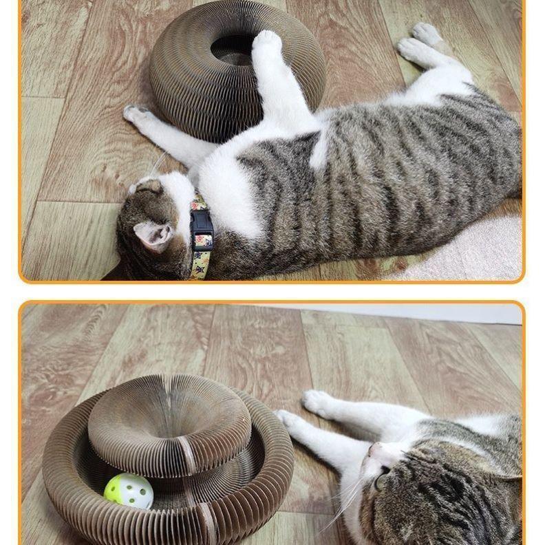 Purr-fectly Scratchable: The Organ Cat Scratch Board CHILLSTAR